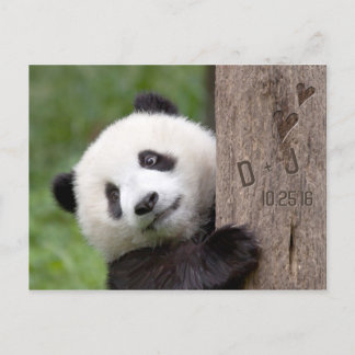 Panda Bear Save the Date Postcard