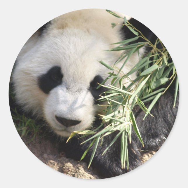 Panda Bear @ Zoo Atlanta Classic Round Sticker (Front)