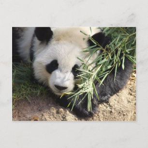 Panda Bear @ Zoo Atlanta Postcard