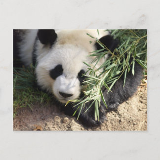 Panda Bear @ Zoo Atlanta Postcard