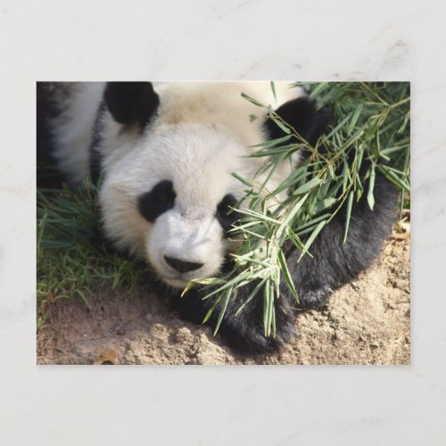 Panda Bear  Zoo Atlanta Postcard
