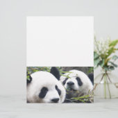 Panda Bears (Standing Front)
