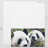 Panda Bears (Front/Back)