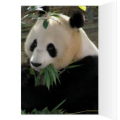Panda Bears Cards (Inside (Left))