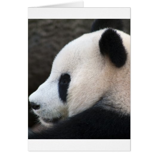 Panda Bears Cards (Front)