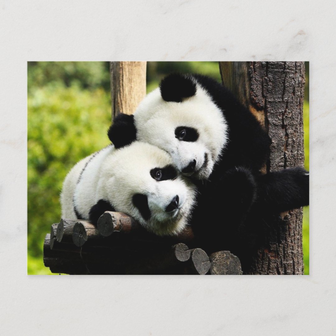 Panda Bears Postcard | Zazzle