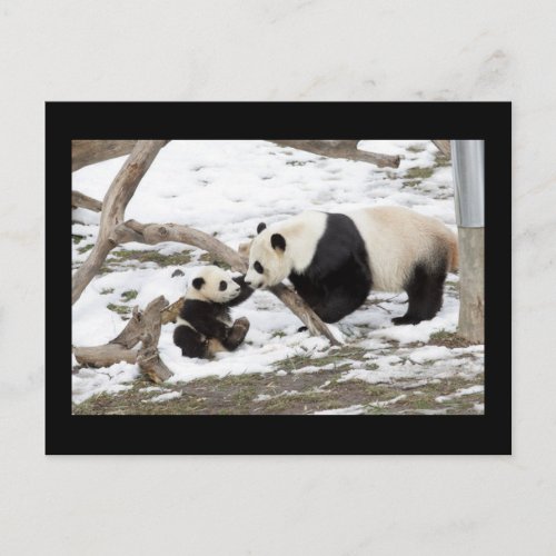Panda Bears Postcard
