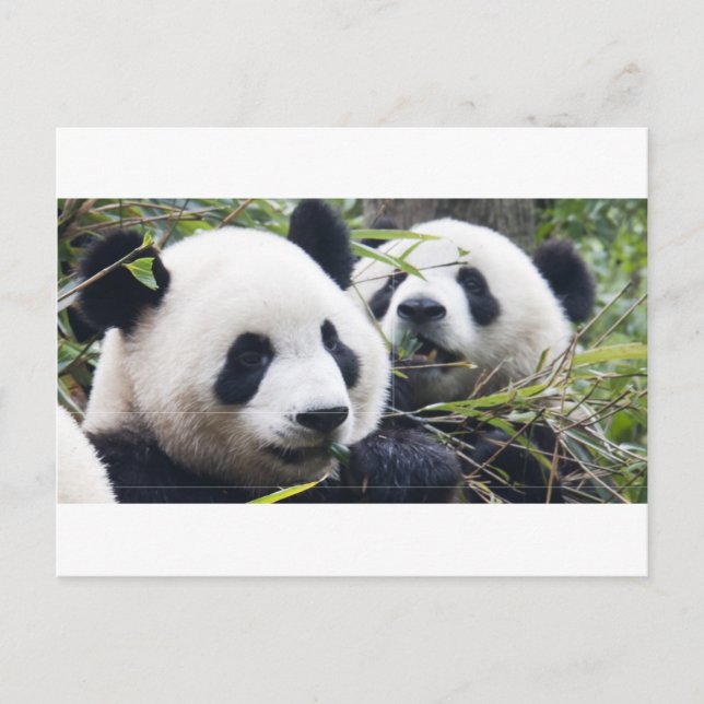 Panda Bears Postcard (Front)