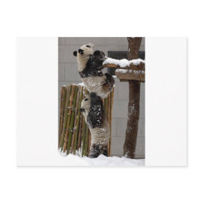 Panda Boost Postcard
