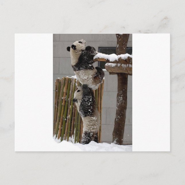 Panda Boost Postcard (Front)