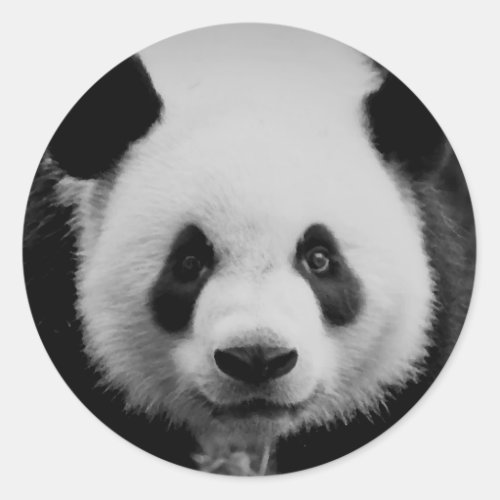 Panda Classic Round Sticker