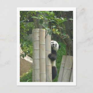 Panda climbing postcard