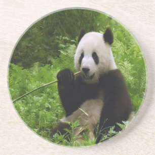 Panda Coaster
