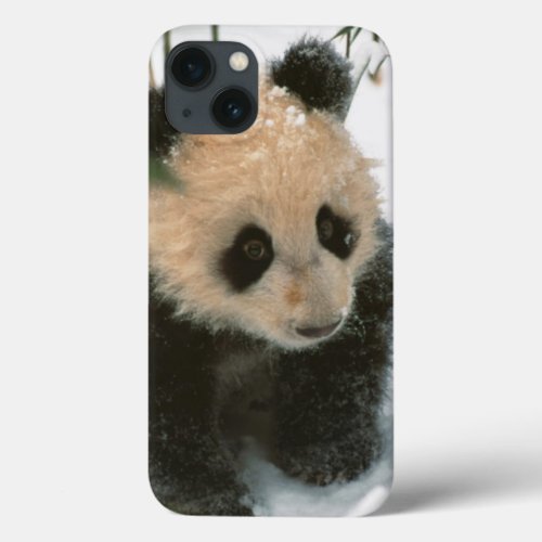 Panda cub on snow Wolong Sichuan China 2 iPhone 13 Case