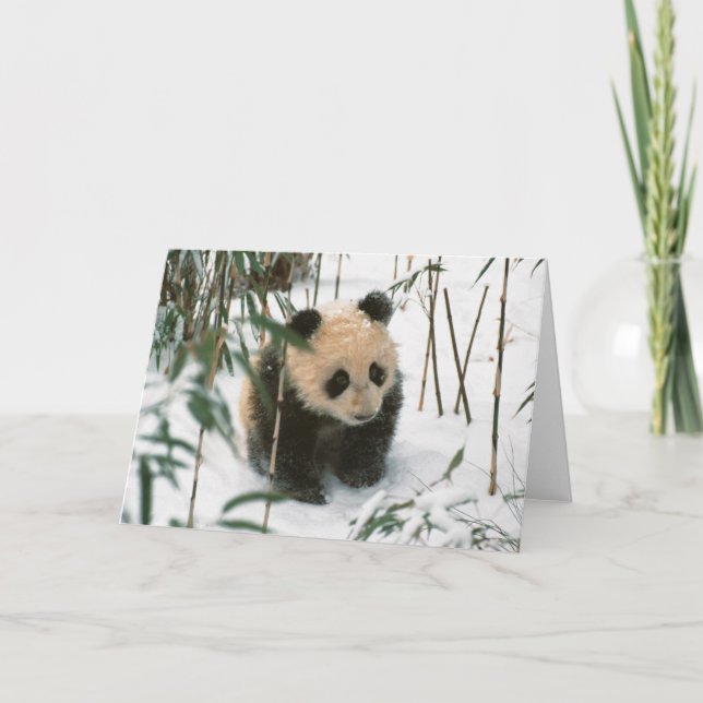 Panda cub on snow, Wolong, Sichuan, China Card (Front)