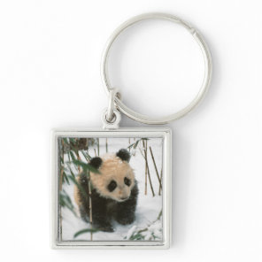 Panda cub on snow, Wolong, Sichuan, China Keychain
