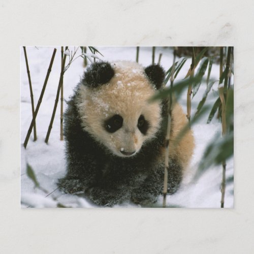 Panda cub on snow Wolong Sichuan China Postcard