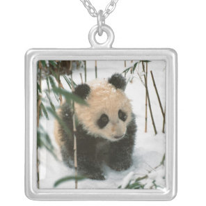 Panda cub on snow, Wolong, Sichuan, China Silver Plated Necklace