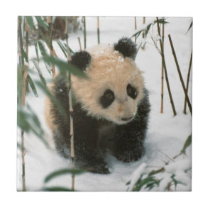 Panda cub on snow, Wolong, Sichuan, China Tile
