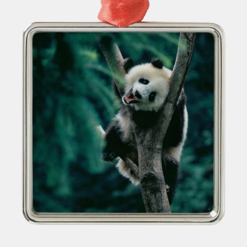 Panda cub on tree Wolong Sichuan China Metal Ornament