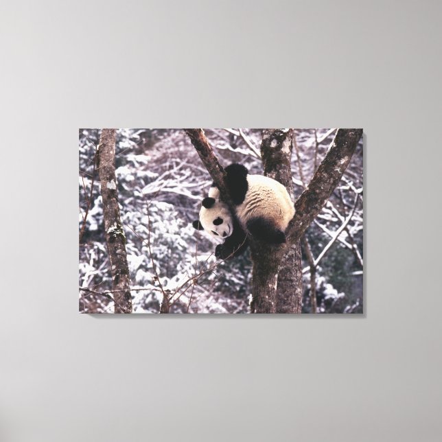 Panda cub playing on tree covered with snow, canvas print (Front)