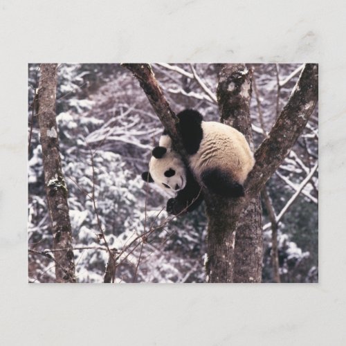 Panda cub playing on tree covered with snow postcard