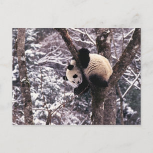 Panda cub playing on tree covered with snow, postcard