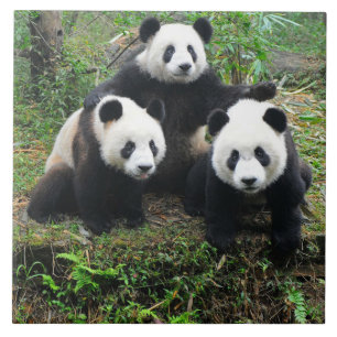 PANDA CUBS CERAMIC TILE