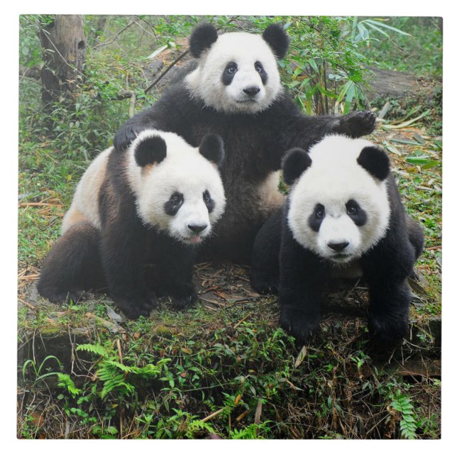 PANDA CUBS CERAMIC TILE (Front)