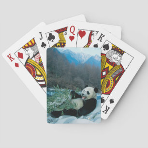 Panda eating bamboo by river bank, Wolong, 2 Poker Cards