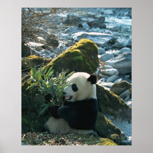 Panda eating bamboo by river bank Wolong 3 Poster