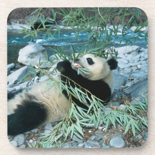 Panda eating bamboo by river bank Wolong Drink Coaster