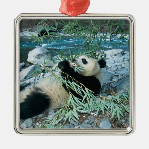 Panda eating bamboo by river bank Wolong Metal Ornament