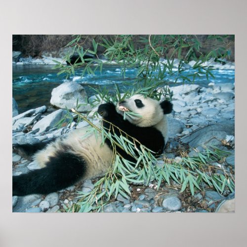 Panda eating bamboo by river bank Wolong Poster