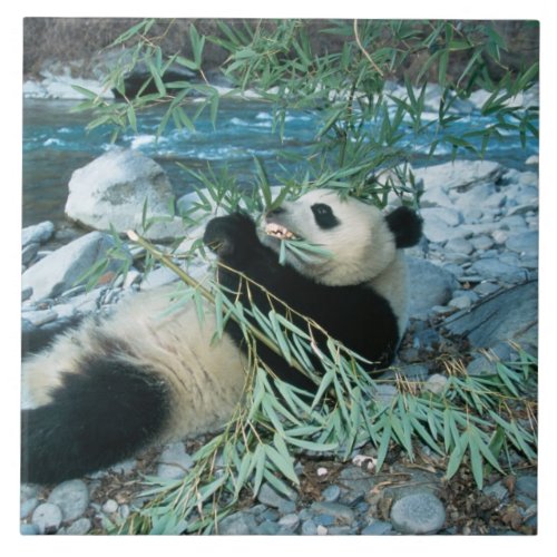 Panda eating bamboo by river bank Wolong Tile