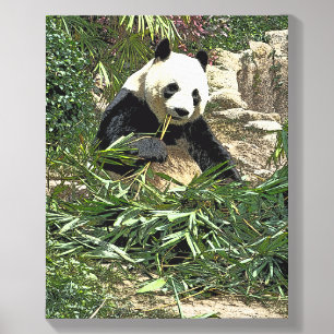 Panda eating bamboo photo tile