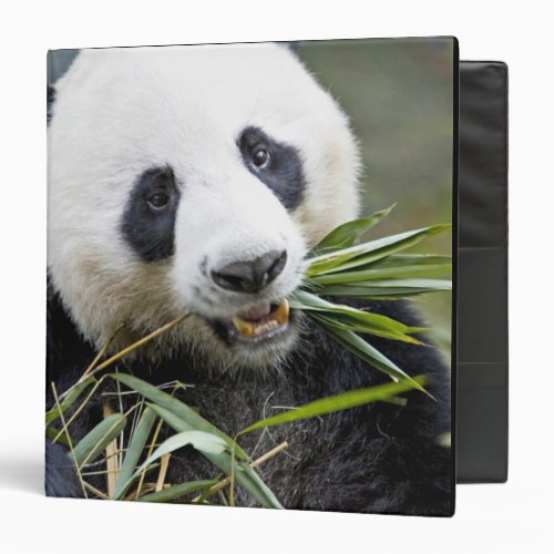 Panda eating bamboo shoots Alluropoda 2 Binder