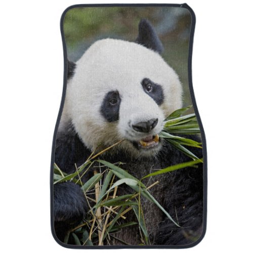 Panda eating bamboo shoots Alluropoda 2 Car Mat