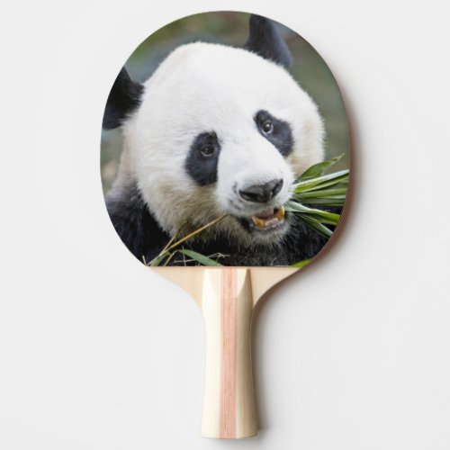 Panda eating bamboo shoots Alluropoda 2 Ping Pong Paddle