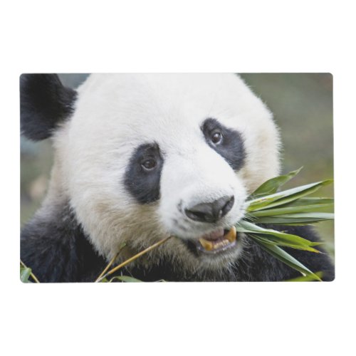 Panda eating bamboo shoots Alluropoda 2 Placemat
