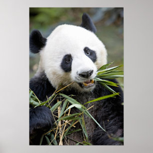 Cute Little Panda Munching On Bamboo Shoot - Cute Panda - Posters and Art  Prints