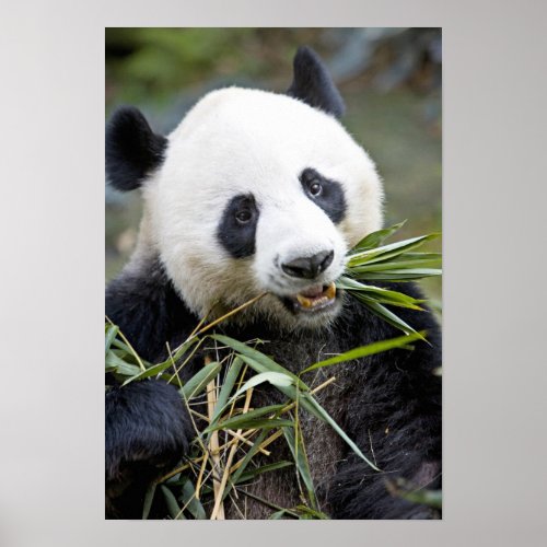 Panda eating bamboo shoots Alluropoda 2 Poster