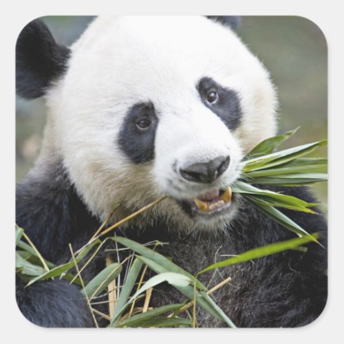 Panda eating bamboo shoots Alluropoda 2 Square Sticker