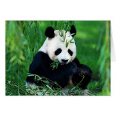 Panda Eating Leaves (Front Horizontal)