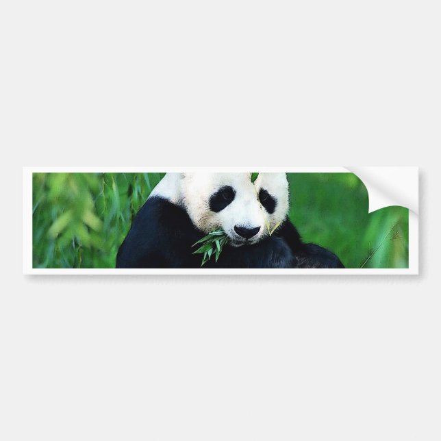 Panda Eating Leaves Bumper Sticker (Front)