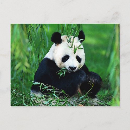 Panda Eating Leaves Postcard