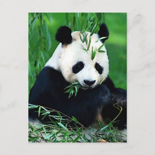 Panda Eating Leaves Postcard