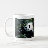 panda eating mug