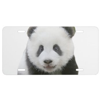 Panda Face License Plate by ErikaKai at Zazzle