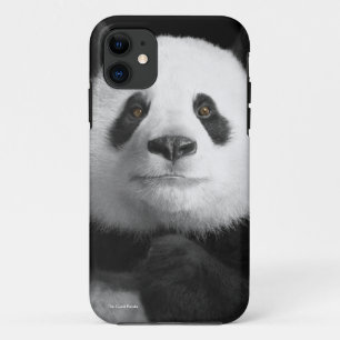 Panda image for iPhone-5-5S-Barely-There iPhone 11 Case